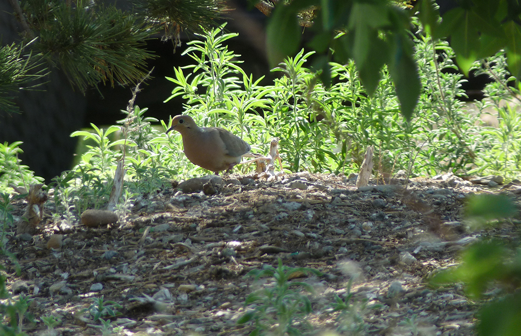 Eurasian Collared Dove
